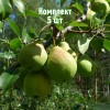 Комплект 5шт / Груша Гимринская: фото и описание