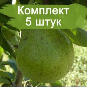 Комплект 5шт / Груша Ноябрьская