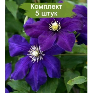 Комплект 5шт / Клематис Гидинг Стар ( Guiding Star )