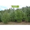 Саженцы лиственницы Европейская 100-150 см -  5 шт.