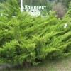 Комплект 5шт / Можжевельник казацкий Фемина: фото и описание
