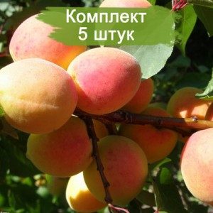 Комплект 5шт / Персик Хасанский