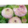 Клубни ранункулюса Андрэа (Andrea) -  5 шт.
