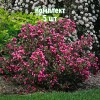 Комплект 5шт / Вейгела садовая Виктория: фото и описание