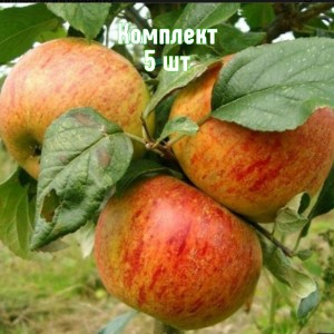 Комплект 5шт / Яблоня Избранница