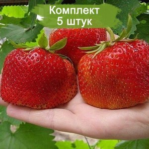 Комплект 5шт / Земляника Гигантелла (Не ремонтантная/Средняя)