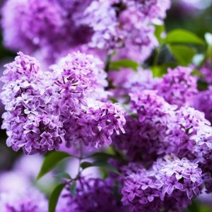 Сеянец Сирень обыкновенная Сенсация 