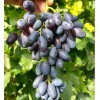 Виноград Академик Авидзба: фото и описание